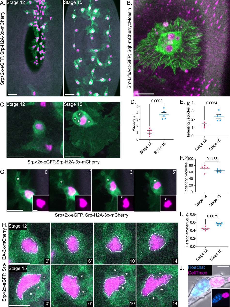 巨噬细胞能吞多少,取决于细胞核能不能变形?Nature Communications活体成像研究
