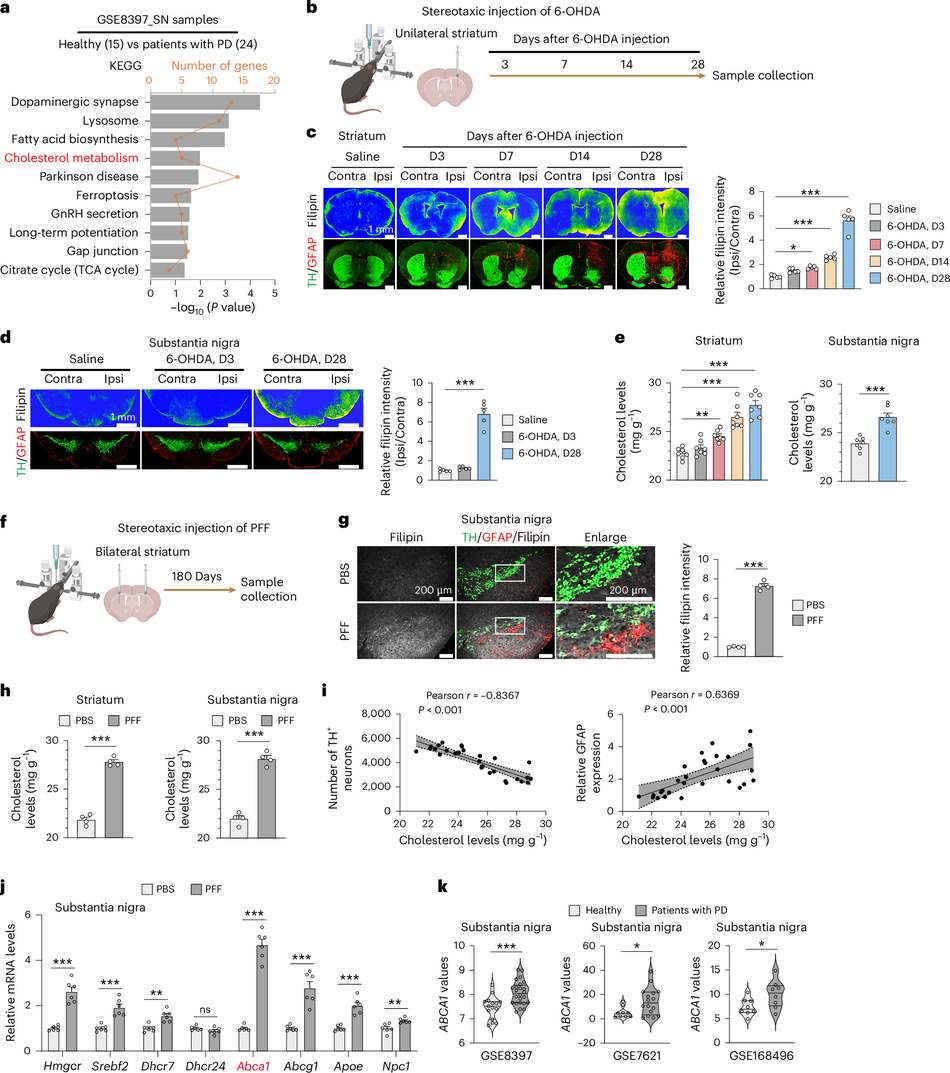 帕金森病新靶点现身:ABCA1把胆固醇“运错货”,神经元自噬崩盘(Nature Neuroscience)
